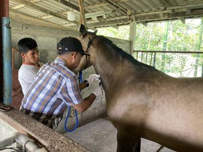 ดำเนินการเจาะเลือดม้าเพื่อตรวจโรคกาฬโรคแอฟริกาในม้า (African horse sickness : AHS)
